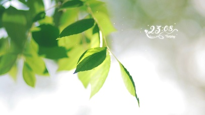 4K唯美治愈清新绿叶