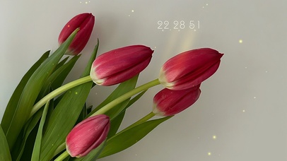 4k郁金香极简桌面