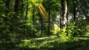 自然景色阳光森林