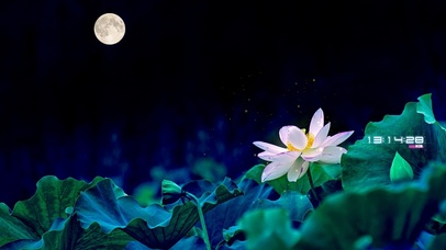 月亮下的荷花