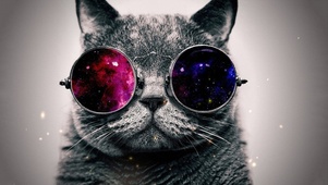 酷酷的猫