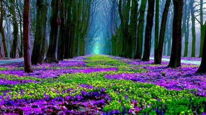 治愈雨天森林鲜花