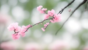 春日桃花