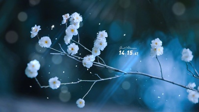 4K唯美治愈夜晚护眼樱花