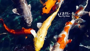 好运锦鲤