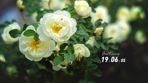 4k唯美花草桌面