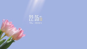 4k唯美清新郁金香系列