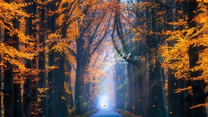 4K唯美治愈森林小径-真实时间