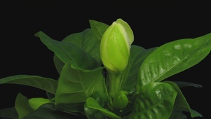 栀子花开