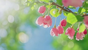 护眼花朵风景