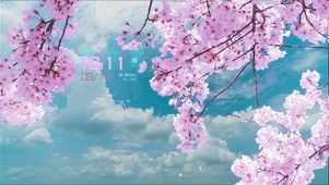蓝天下樱花