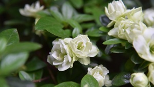 茉莉花