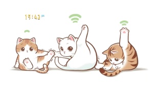 猫猫WIFI