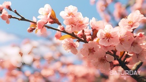 樱花飘落的那场雨