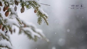 雪花纷飞