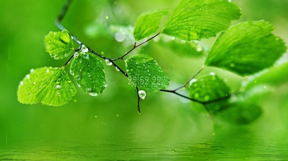 护眼绿叶雨滴屏