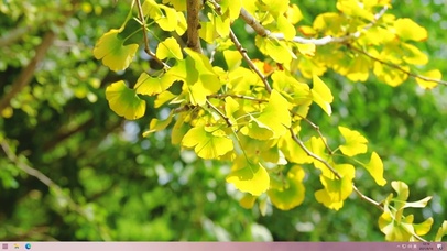 唯美秋意浓金黄的银杏叶