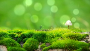 护眼绿色小清新