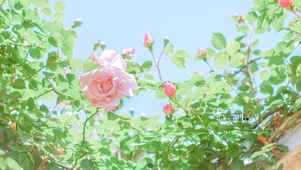 粉色玫瑰花