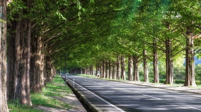 绿荫大道