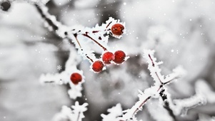雪中山楂树