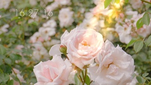 花卉
