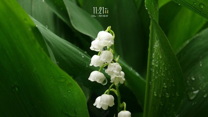 4K治愈护眼 雨后山谷的铃兰