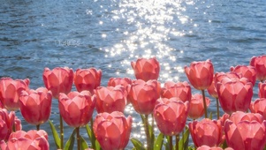 清新明亮郁金香桌面