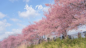 樱花街道