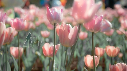 4K粉红郁金香（花丛中视角）