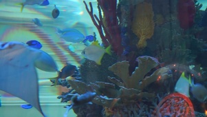 热带鱼水族馆
