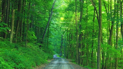护眼幽静森林小路