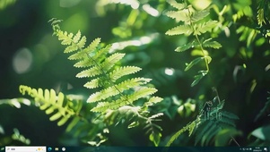 护眼绿景树木桌面主题