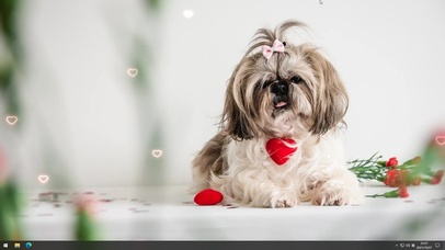 一只满眼都是你的狗勾