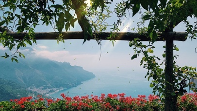 唯美治愈空中植物
