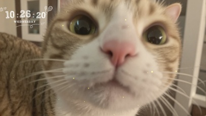 大脸猫白眼表情包骂人不用脏字