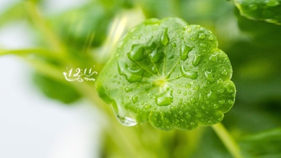  雨天护眼绿叶