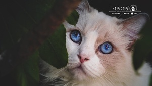 小猫咪