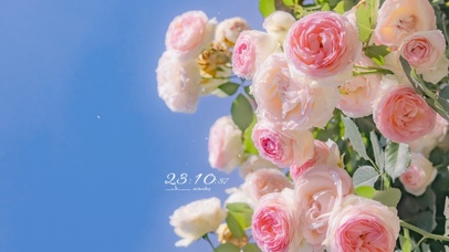 4K唯美治愈粉红玫瑰