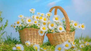 治愈小雏菊