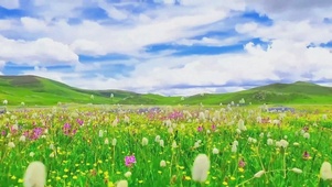 青青大草原