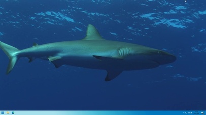 海底鲨鱼