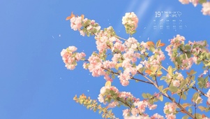 治愈春天美丽的花儿