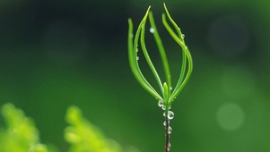雨中摇曳