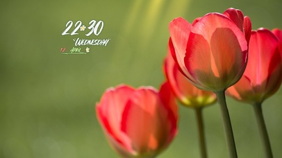 4k高清郁金香风景桌面