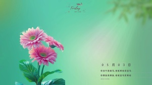 治愈小雏菊