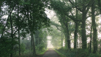 治愈护眼雨天绿林小路