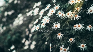 小邹菊