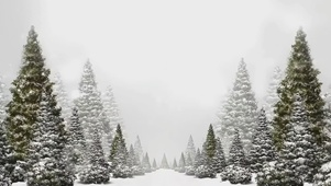 雪松路