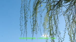 杨柳依依